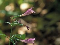 Calamintha grandiflora 7, Saxifraga-Jan van der Straaten