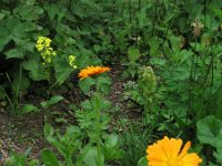 Calendula officinalis, Pot Marigold