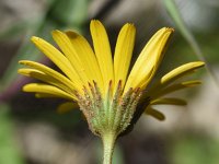 Calendula suffruticosa 14, Saxifraga-Sonja Bouwman  Calendula suffruticosa - Asteraceae familie