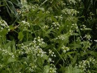 Calepina irregularis 12, Kalkraket, Saxifraga-Ed Stikvoort