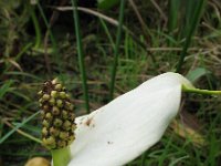 Calla palustris, Water arum