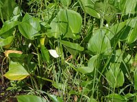 Calla palustris 26, Slangenwortel, Saxifraga-Hans Grotenhuis