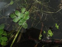 Callitriche obtusangula, Blunt-fruited Water-starwort