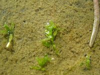 Callitriche truncata,Short-leaved Water-starwort