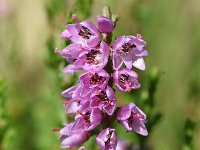 Calluna vulgaris 108, Struikhei, Saxifraga-Sonja Bouwman