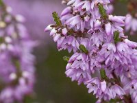 Calluna vulgaris 119, Struikheide, Saxifraga-Ton Kappert