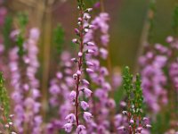 Calluna vulgaris 120, Struikhei, Saxifraga-Mark Zekhuis