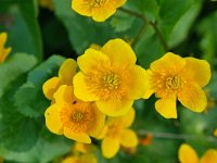 Caltha palustris 151, Gewone dotterbloem, Saxifraga-Tom Heijnen