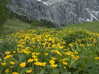 Caltha palustris 83, Gewone dotterbloem, Saxifraga-Annemiek Bouwman