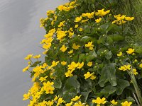 Gewone dotterbloem  Marsh marigold (Caltha palustris) growing along a ditch : Spring, Springtime, flower, flowers, plant, plants, vascular, flora, floral, nature, natural, yellow