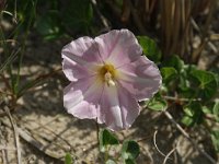 Calystegia soldanella 8, Zeewinde, Saxifraga-Dirk Hilbers