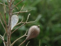 Camelina sativa 1, Huttentut, Saxifraga-Rutger Barendse