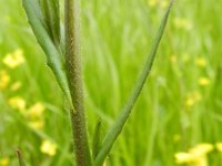 Camelina sativa 2, Huttentut, Saxifraga-Rutger Barendse