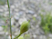 Camelina sativa 3, Huttentut, Saxifraga-Rutger Barendse