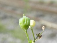 Camelina sativa 4, Huttentut, Saxifraga-Rutger Barendse