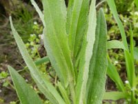 Camelina sativa 6, Huttentut, Saxifraga-Rutger Barendse