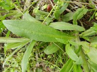 Camelina sativa 7, Huttentut, Saxifraga-Rutger Barendse