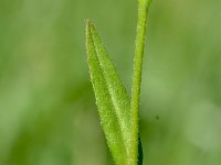 Camelina sativa 8, Vlashuttentut, Saxifraga-Sonja Bouwman  1022. Huttentut - Camelina sativa - Brassicaceae familie (zw)