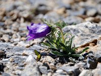 Campanula alpestris 31, Saxifraga-Luuk Vermeer