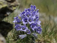 Campanula alpina 20, Saxifraga-Luuk Vermeer