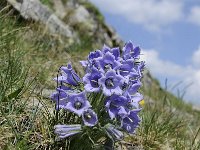 Campanula alpina 21, Saxifraga-Luuk Vermeer