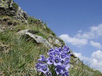 Campanula alpina 22, Saxifraga-Luuk Vermeer