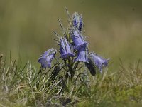 Campanula alpina 25, Saxifraga-Luuk Vermeer