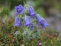 Campanula alpina 29, Saxifraga-Luuk Vermeer