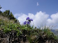 Campanula alpina 35, Saxifraga-Luuk Vermeer