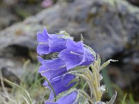 Campanula alpina 36, Saxifraga-Luuk Vermeer