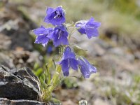 Campanula alpina 37, Saxifraga-Luuk Vermeer