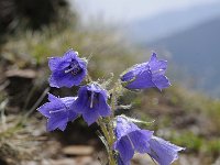 Campanula alpina 41, Saxifraga-Luuk Vermeer