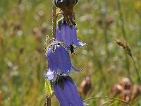 Campanula barbata 30, Saxifraga-Harry Jans