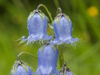 Campanula barbata 33, Saxifraga-Luuk Vermeer