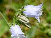 Campanula barbata 36, Saxifraga-Sonja Bouwman  Baardig klokje - Campanula barbata - Campanulaceae familie