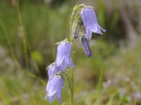 Campanula barbata 41, Saxifraga-Luuk Vermeer