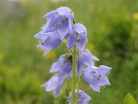 Campanula barbata 42, Saxifraga-Luuk Vermeer