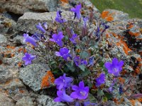 Campanula bayerniana 4, Saxifraga-Ed Stikvoort