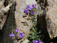 Campanula bayerniana 7, Saxifraga-Ed Stikvoort