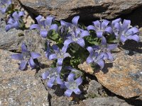 Campanula cenisia 10, Saxifraga-Harry Jans