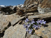 Campanula cenisia 4, Saxifraga-Harry Jans