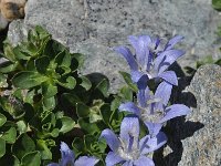 Campanula cenisia 7, Saxifraga-Harry Jans