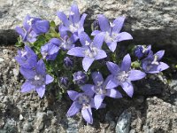 Campanula cenisia 8, Saxifraga-Harry Jans