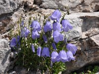 Campanula cochleariifolia 39, Saxifraga-Harry Jans