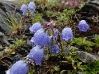 Campanula cochleariifolia 41, Saxifraga-Ed Stikvoort