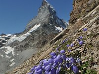 Campanula cochleariifolia 43, Saxifraga-Harry Jans