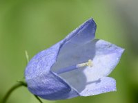 Campanula cochleariifolia 44, Saxifraga-Sonja Bouwman  Dwergklokje - Fairy's thimble, earleaf bellflower - Campanula cochleariifolia - Campanulaceae familie