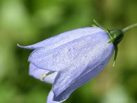 Campanula cochleariifolia 45, Saxifraga-Sonja Bouwman  Dwergklokje - Fairy's thimble, earleaf bellflower - Campanula cochleariifolia - Campanulaceae familie; Haute Nendaz, Gemmipas, Alp Trider (Zw)