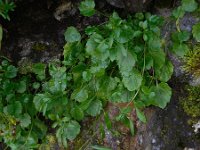 Campanula cochleariifolia 46, Saxifraga-Ed Stikvoort