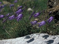 Campanula excisa 12, Saxifraga-Jan van der Straaten